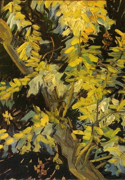 Vincent Van Gogh Blossoming Acacia Branches China oil painting art